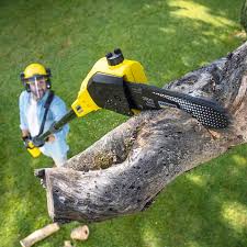 How Our Tree Care Process Works  in  Ashford, AL