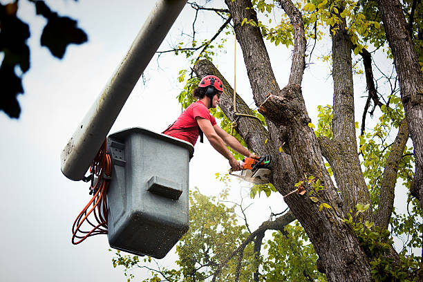 Trusted Ashford, AL Tree Removal Experts